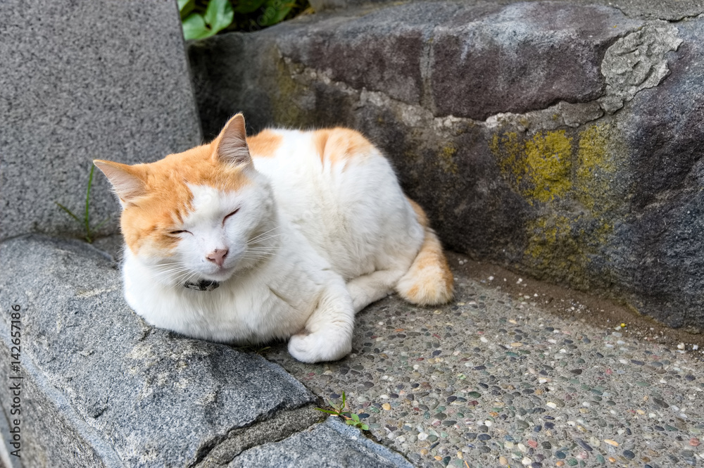 Fototapeta premium 江ノ島 お昼寝 猫