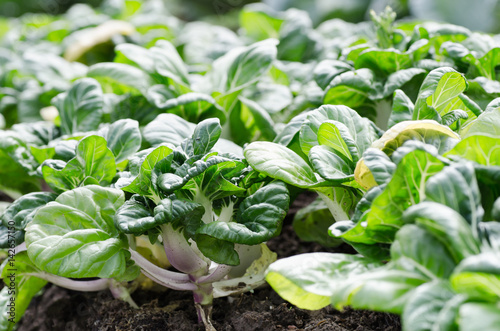 Bild auf Leinwand Bok choy or Chinese cabbage in organic vegetables farm