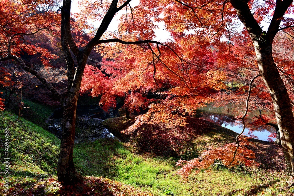用作公園の紅葉 用作公園の紅葉