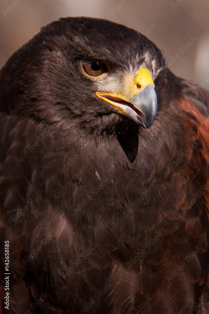 Fototapeta premium Hawk Portrait