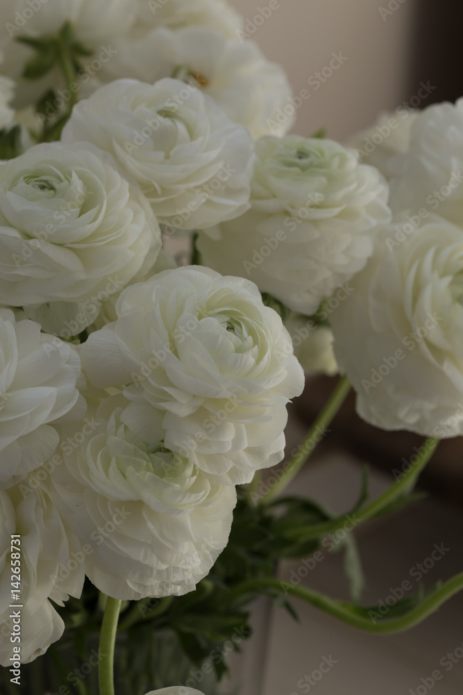 bouquet of white ranunculus