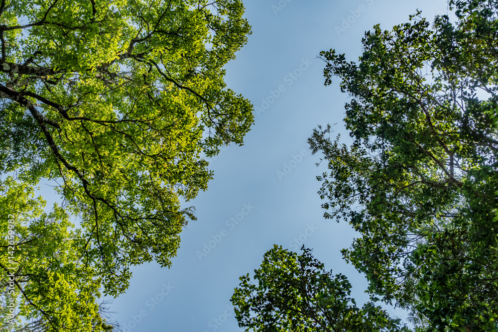 Green Trees top Green Trees top