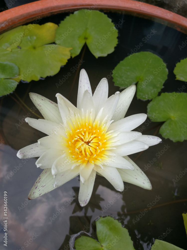 Water lily Water lily