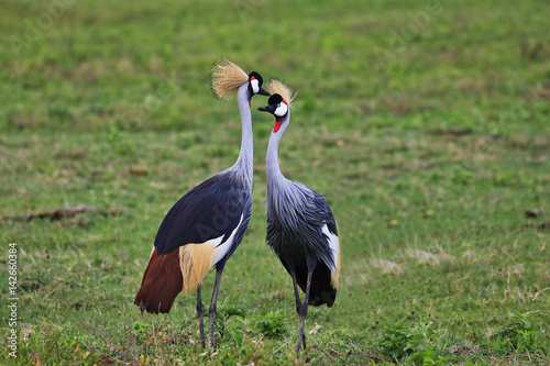 A pair of grey crowned crane in Tanzania look at each other.