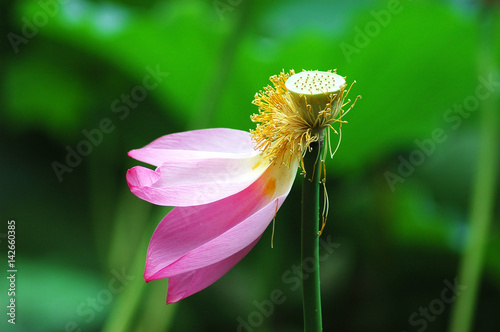 withering pink lotus flower with green leaves photo