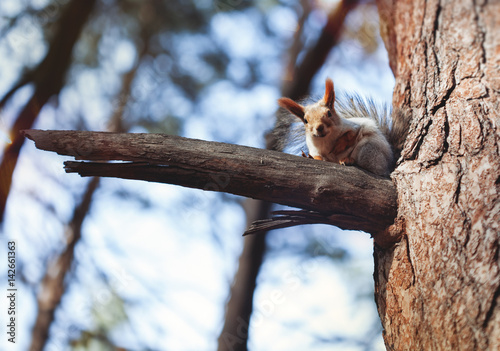 The squirrel on the tree