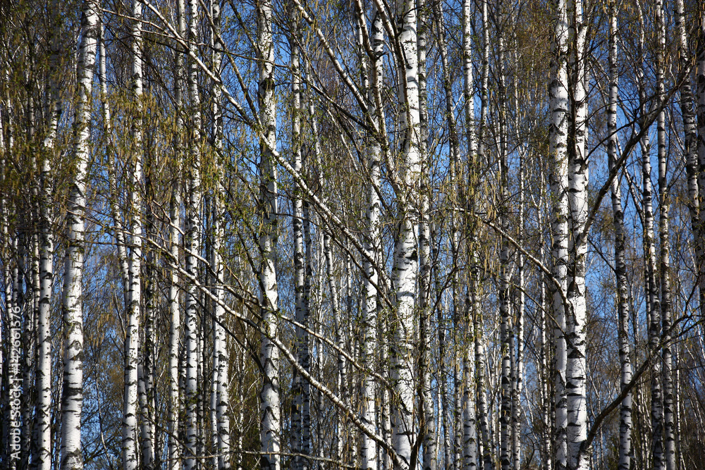 Birch background./Spring. A bright sunny day. A birchwood. On branches there are ear rings and young green leaves. Between white trunks the blue sky is visible. Birch background./Spring. A bright sunny day. A birchwood. On branches there are ear rings and young green leaves. Between white trunks the blue sky is visible.