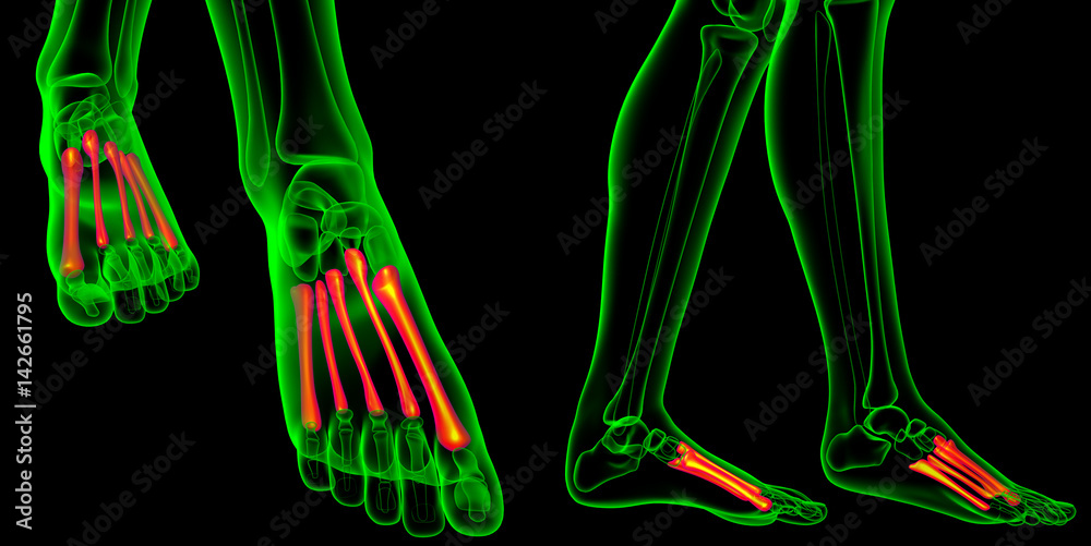 3d rendering medical illustration of the metatarsal bones 3d rendering medical illustration of the metatarsal bones