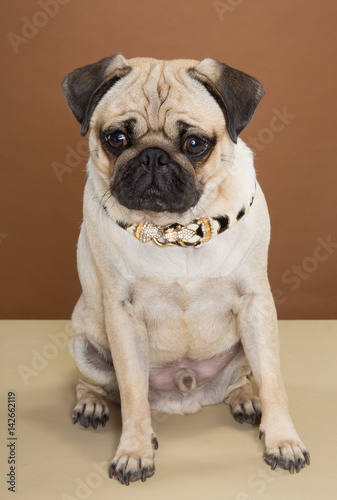 A pug posing in a studio against a cream and brown wall