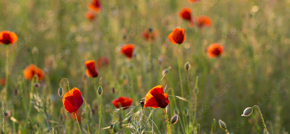 Fototapeta premium Red poppy field in the light of the rising sun