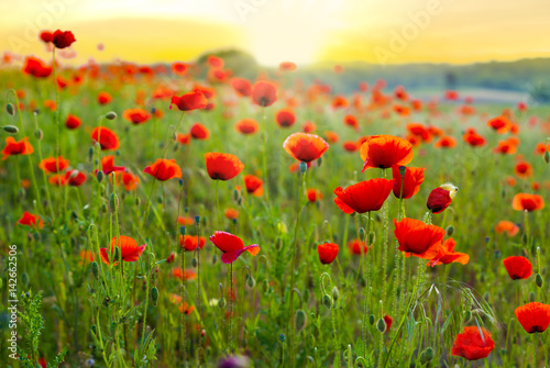 Red poppy field in the light of the rising sun © Mike Mareen