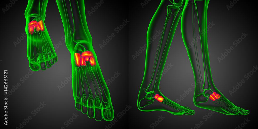 3d rendering medical illustration of the midfoot bone 3d rendering medical illustration of the midfoot bone