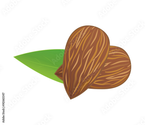 Vector, Illustration of two almonds and leaf