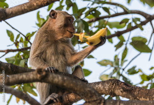 Monkey eating banana.