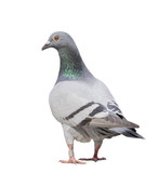 full body of gray pigeon bird isolate white background
