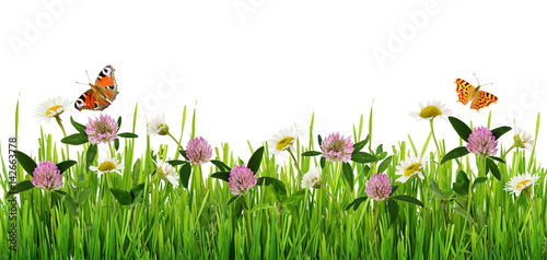 Grass and wild flowers bord...