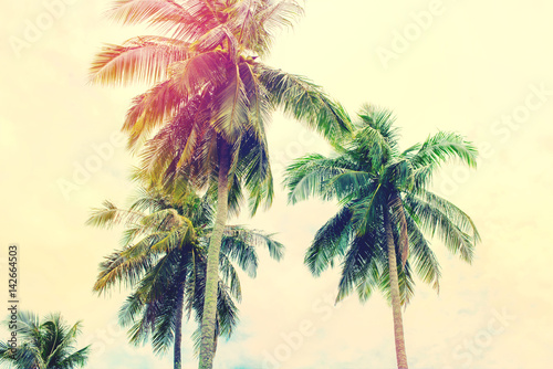 Fototapeta Naklejka Na Ścianę i Meble -  Palm Trees Jungle Toned Landscape Tropical View