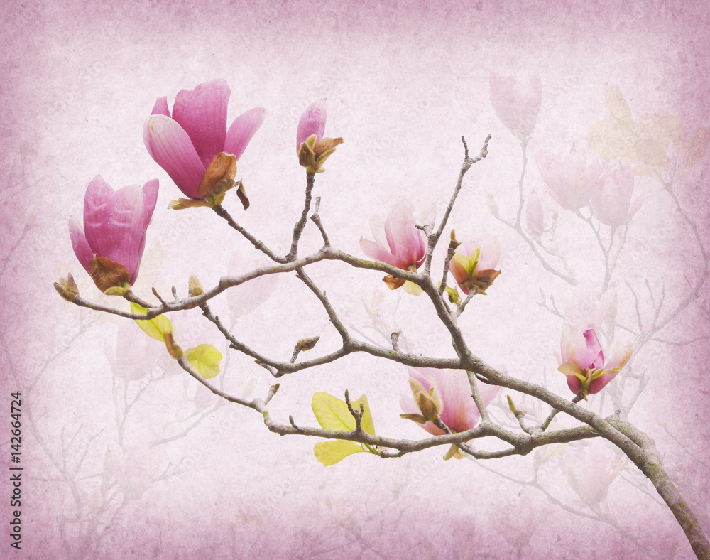 Pink magnolia flowers on old paper background