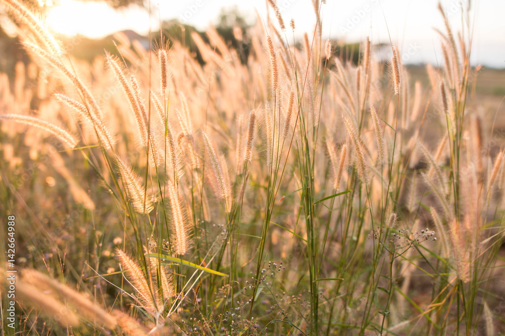 beautiful flower plant and sun set background blur beautiful flower plant and sun set background blur