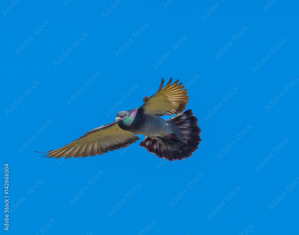 Fototapeta premium Rock Pigeon in flight