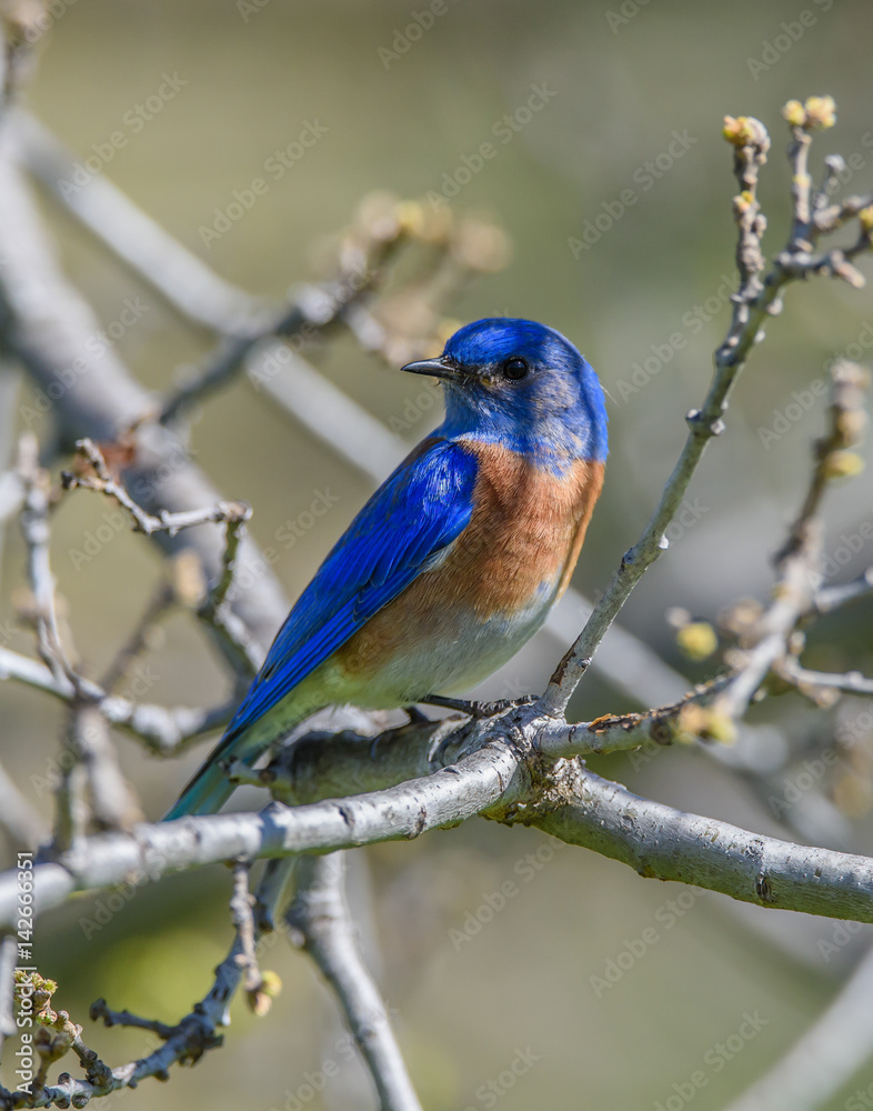 Western Bluebird sitting on treebranch