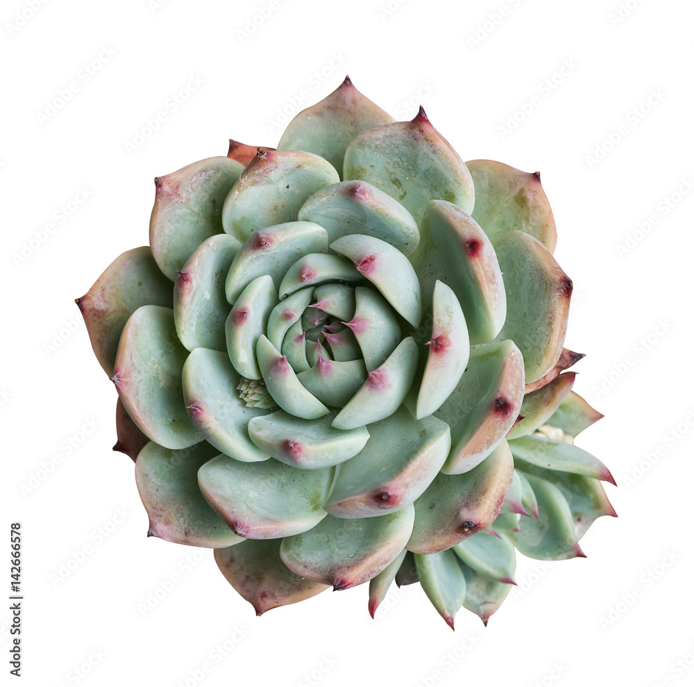 Miniature succulent plants isolated Miniature succulent plants isolated