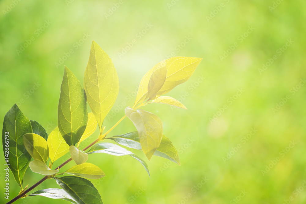 Fresh green leaves against blur nature background with flare.
