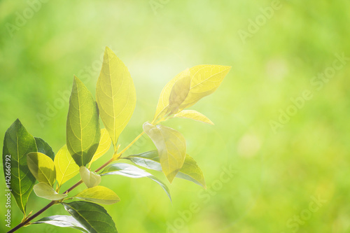 Fresh green leaves against blur nature background with flare.