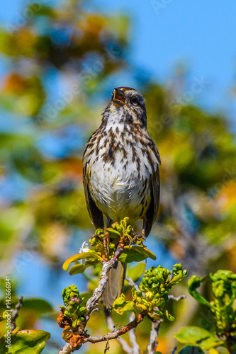 Song Sparrow sitting on flower 