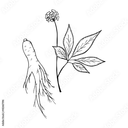 Root and leaves panax ginseng, sketch style. Hand draw vintage illustration of medicinal plants. For traditional medicine, gardening. Biological additives are. 