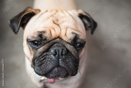 brown pug dog, boring