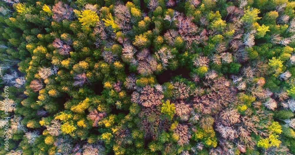 Looking down on frozen forest in Springtime, starting to thaw with the first rays of sunshine, aerial view.