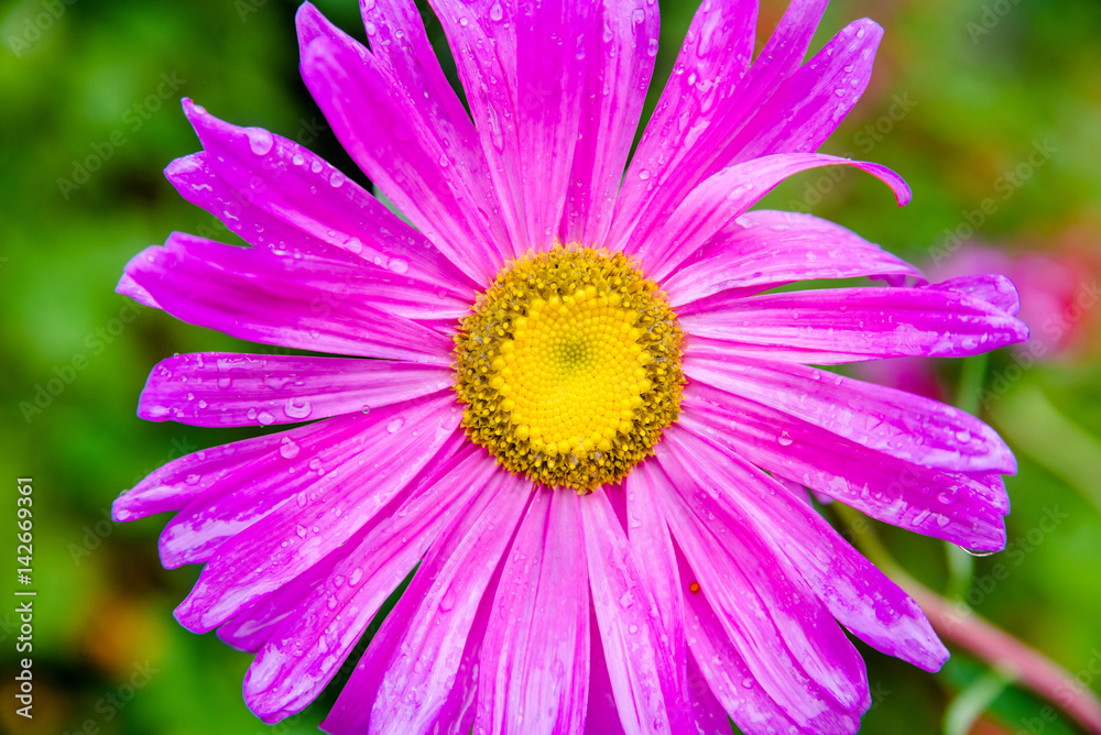 kosmeya purple shot close-up on a green background kosmeya purple shot close-up on a green background
