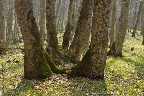 Spring in forest photo