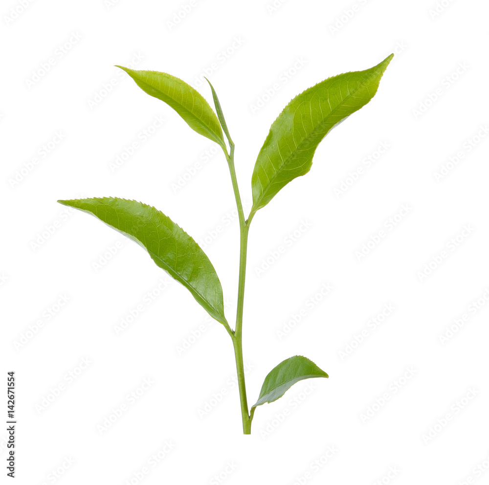 Obraz premium tea leaf on white background