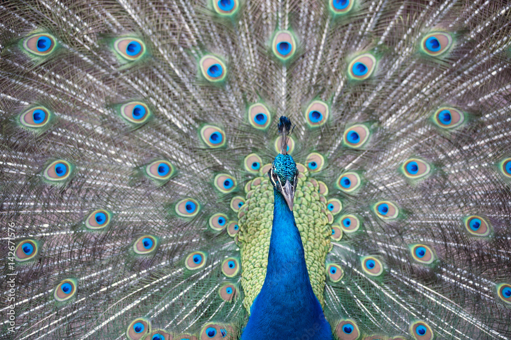 Obraz premium The Indian peafowl or blue peafowl, a large and brightly coloured bird, is a species of peafowl native to South Asia, but introduced in many other parts of the world.