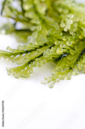 green marine algae isolated on white