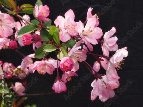 花海棠（ハナカイドウ）/桜と同じでバラ科の美しい花を咲かせる。個体差があり、花芽から沢山花がつき花弁が多い程良い。自宅栽培する自慢の花海棠。