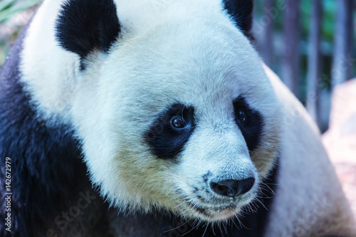 Fototapeta Naklejka Na Ścianę i Meble -  Panda