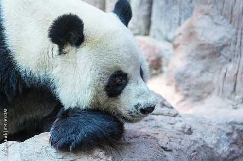 Fototapeta Naklejka Na Ścianę i Meble -  Panda