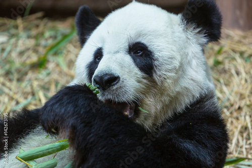 Fototapeta Naklejka Na Ścianę i Meble -  Panda