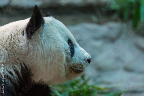Fototapeta Naklejka Na Ścianę i Meble -  Panda