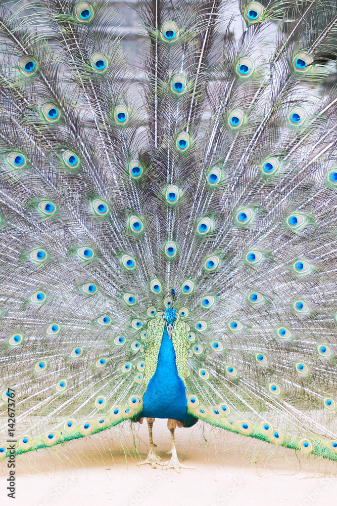 Obraz premium The Indian peafowl or blue peafowl, a large and brightly coloured bird, is a species of peafowl native to South Asia, but introduced in many other parts of the world.