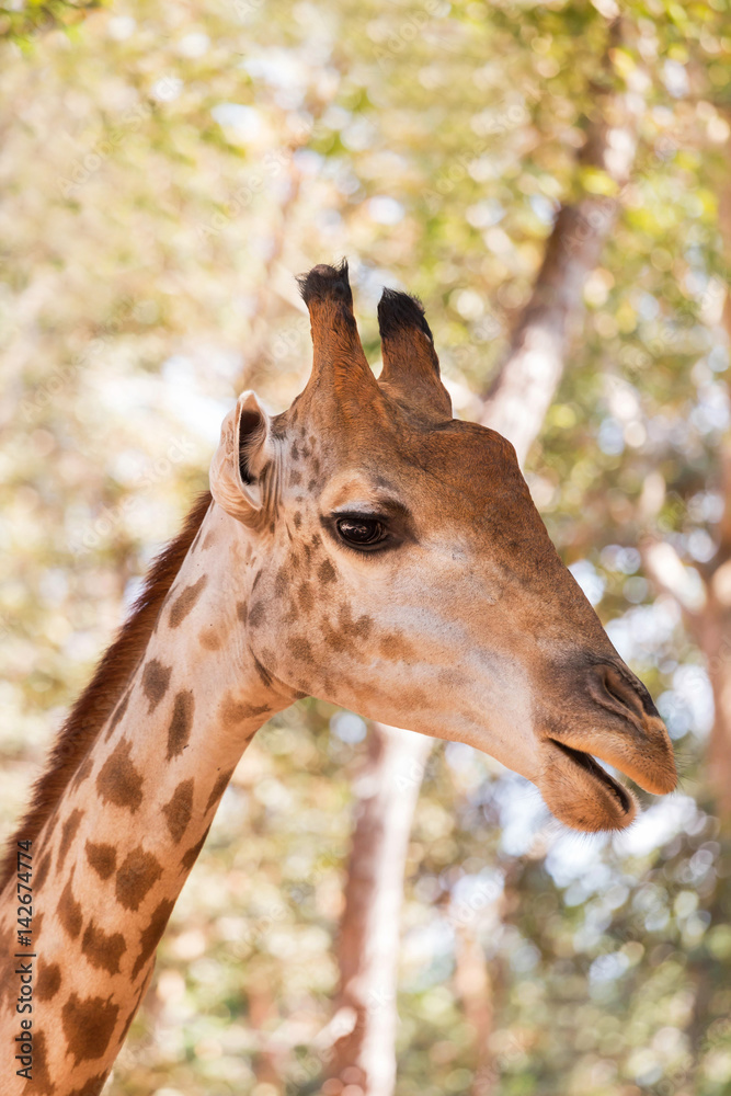 Fototapeta premium Close up head face of Giraffe (Giraffa camelopardalis )