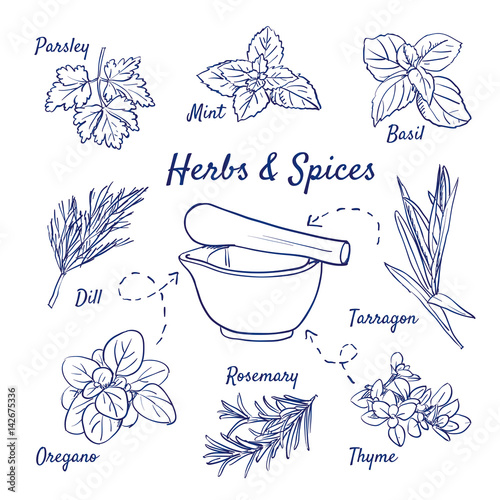 Doodle set of Herbs & Spices - Parsley, Mint, Basil, Dill, Oregano, Rosemary, Thyme, Tarragon, Mortar, hand-drawn. Vector sketch illustration isolated over white background. 