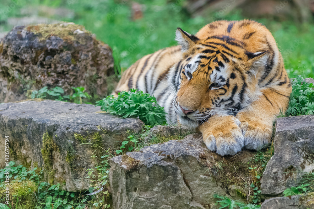 Fototapeta premium Young bengal tiger lying on the grass and shows his paws