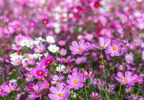 many cosmos flowers blooming in the meadow 