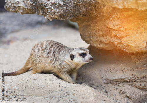 meerkat (Suricata suricatta ) is looking alert under the rock photo