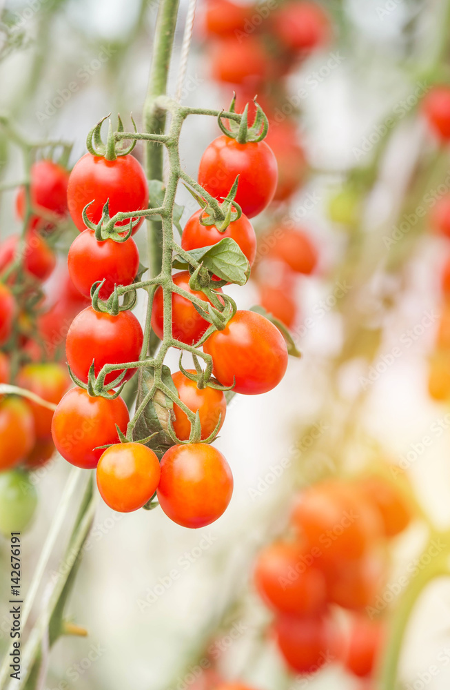 Close up cherry tomatoes hanging on trees in greenhouse selective focus