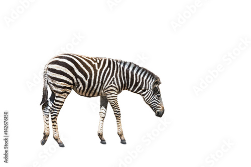plains zebra  Equus quagga  or Burchells zebra  Equus burchelli  standing isolated on white background